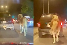 Paytaxtda sürücü atı maşının arxasına bağlayıb yol boyu apardı - YENİLƏNİB + VİDEO